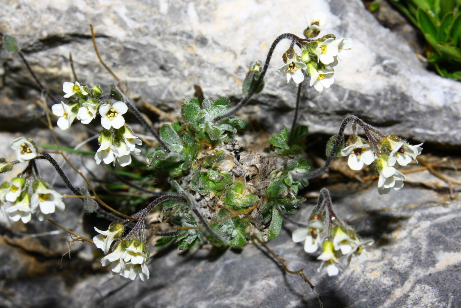 Draba dubia / Draba dubbia